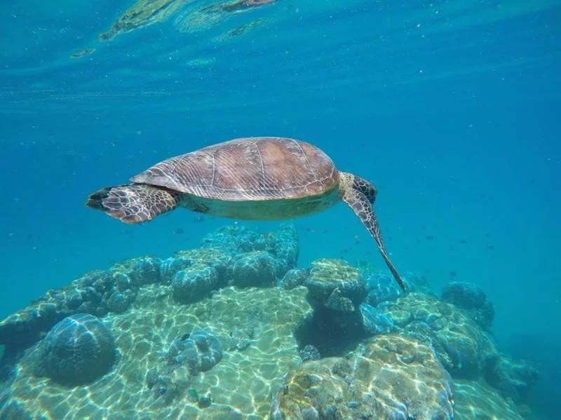 the islands of the southern great barrier reef